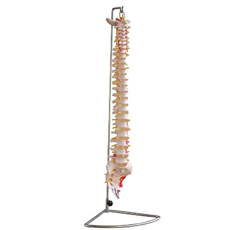 Гръбначен Стълб, с Боядисани Мускули Анотомическая Модел на Човек
