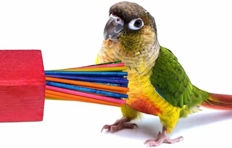 Мини-Хартиена играчка Супер Bird Creations Размер 4-1/2 на 2 инча за Партита с Птичками, Средно